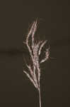 Pitted beardgrass